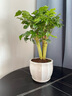 綠蔭巷子幸福樹(shù)綠寶綠植盆栽桌面植物辦公室客廳吸甲醛好養易活四季常青 【花瓣瓷盆】特級老樁幸福樹(shù) 曬單實(shí)拍圖