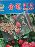 鳳鳴雅世番茄種子毛粉沙瓤西紅柿種子老品種農(nóng)科院金冠319西紅柿種子100粒 曬單實(shí)拍圖