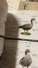 鳥圖鑒 輕松了解410種鳥類的特征與習性，鳥類的科普讀物，辭典式編排 曬單實拍圖