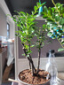 想開祺典小葉紫檀盆景植物老樁盆栽辦公室桌面室內(nèi)花卉綠植好養(yǎng)活四季 多株老樁紫檀+紫砂山河盆+底座 曬單實(shí)拍圖
