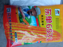 細辛批發(fā)雙胞胎高產(chǎn)玉米苞谷種紅軸大棒大馬牙紫桿紫根黃金糧抗倒抗銹 東單6531一斤裝三分地 曬單實拍圖
