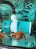 魚呼吸魚缸漁池循環(huán)變頻潛水泵 水族箱安靜抽水 水陸兩用 魚池假山過濾 15W【流量1000-2200L可調(diào)】 曬單實拍圖