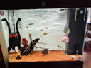 鷹涵魚缸底砂鼠魚沙雨林沙珊瑚沙水草沙水晶砂化妝沙黃金沙水族箱造景 雨林沙全紅（2-3毫米）5斤裝 曬單實(shí)拍圖