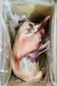 鮮羊官 內蒙呼倫貝爾羊肉 30斤草飼散養(yǎng)現殺全羊白條羊生鮮新鮮整只羔羊 現殺羔羊30斤 曬單實拍圖