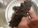 薩哈林俄羅斯野生即食海參 原料進(jìn)口六排刺高參齡無添加高品質(zhì) 2斤16只 禮盒裝 曬單實(shí)拍圖