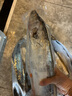 【超大帶魚】精品海釣特級大帶魚 鮮活冷凍深海魚類刀魚生鮮水產(chǎn) 4斤裝（總2條 曬單實拍圖