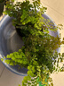 臨雅鐵線蕨盆栽密葉水培蕨類植物耐陰客廳室內(nèi)外垂吊好養(yǎng)活四季常綠植 大棵鐵線蕨大苗2盆+原土盆 曬單實(shí)拍圖