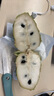 【順豐】現摘牛奶鳳梨釋迦大果 釋迦番荔枝佛頭果 熱帶新鮮水果 5斤 特大果（單果7兩+） 曬單實(shí)拍圖