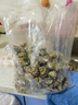 海蘊(yùn)極鮮【活鮮】鮮活花螺 新鮮燒烤食材 中號(hào) 1500g 120-150只左右 曬單實(shí)拍圖