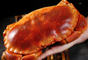 滿(mǎn)黃面包蟹超大熟凍黃金蟹珍寶蟹禮品黃油蟹蟹類(lèi)海鮮禮盒 【大號】面包蟹600-800g/只 曬單實(shí)拍圖