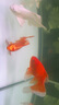 松寶變頻潛水泵魚(yú)缸水陸兩用循環(huán)泵魚(yú)池假山噴泉池循環(huán)抽水泵 AQF-1500【12W 可調流量】適80cm內缸 曬單實(shí)拍圖