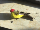 仿真麻雀真羽毛泡沫假鳥(niǎo)動(dòng)物夾子小鳥(niǎo)模型田園陽(yáng)臺(tái)工藝品裝飾擺件 4只不同顏色夾子款 曬單實(shí)拍圖