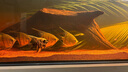 甄夢(mèng)漁野大號神仙魚(yú)燕魚(yú)秘魯七彩淡水魚(yú)紅頭三色雪燕熊貓活體熱帶觀(guān)賞魚(yú) 大號熊貓神仙2條裝5-6cm 曬單實(shí)拍圖