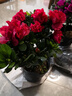 御春閣 帶花苞 比利時(shí)杜鵑花苗盆栽花卉植物室內客廳陽(yáng)臺綠色植物盆景 3年苗（紅杜鵑）塑料原盆原土發(fā)貨 曬單實(shí)拍圖