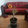 百芳緣三角梅樹(shù)苗花卉四季開(kāi)花重瓣綠化攀緣植物盆景精品盆栽地栽葉子花 紫姑 6年苗枝葉茂盛推薦購買(mǎi) 曬單實(shí)拍圖