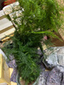 御春閣文竹盆栽植物室內(nèi)辦公室綠植花卉盆栽盆景四季常青小盆栽綠植樹苗 精品文竹高度40厘米左右（帶盆帶土） 曬單實(shí)拍圖