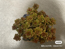 STNTUS鮮途真空食品袋網(wǎng)紋路保鮮袋真空袋包裝袋壓縮抽氣密封袋熟食家用 25X30cm 19絲/100個(gè) 曬單實(shí)拍圖