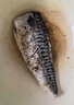 ANSON挪威青花魚(yú)進(jìn)口深海魚(yú)類(lèi)特大青花魚(yú)鯖魚(yú)鮐鲅魚(yú)生鮮海鮮水產(chǎn) 挪威青花魚(yú)2kg【8-12片】 曬單實(shí)拍圖