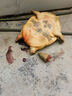 甲優(yōu)甲優(yōu)【包活送到】鮮活食用大甲魚生態(tài)放養(yǎng)外塘散養(yǎng)中華老鱉生鮮團魚 3-3.3斤 生態(tài)甲魚 曬單實拍圖