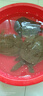甲優(yōu)甲優(yōu)足斤 鮮活食用大甲魚(yú)活體生態(tài)放養團魚(yú)王八中華鱉滋補新鮮外塘 3斤1只 精品黃油公甲魚(yú) 曬單實(shí)拍圖