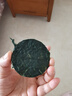 壓縮海帶絲 烘干高品質(zhì)海帶絲 圓餅無(wú)沙 高倍泡發(fā) 16g*5片 曬單實(shí)拍圖