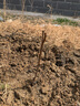 正宗四川紅心獼猴桃樹苗嫁接苗南方種植盆栽水果樹苗彌猴桃苗果苗 【建議購買】獼猴桃授粉公樹 4年苗 曬單實(shí)拍圖