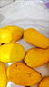 時(shí)染（SHIRAN）海南芒果小臺芒果批發(fā)10斤裝整箱新鮮水果現(xiàn)摘應(yīng)季水果臺農(nóng)芒果 精選 小臺芒 帶箱9-10斤小果 曬單實(shí)拍圖
