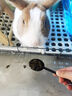源物派兔糧C94膨化糧成兔高纖維營養(yǎng)幼兔成年兔美毛專用飼料糧食無谷 幼兔C94膨化糧800g（配糧勺） 曬單實(shí)拍圖