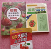 櫻桃高效栽培與病蟲(chóng)害防治彩色圖譜 農業(yè)技術(shù)推廣服務(wù)中心 著(zhù) 種植業(yè) 專(zhuān)業(yè)科技 中國農業(yè)出版社 櫻桃高效栽培與病蟲(chóng)害防治 無(wú)規格 曬單實(shí)拍圖