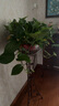 櫻霞【順豐上門】綠蘿盆栽室內(nèi)植物花卉家用綠植水培長藤垂吊大盆綠籮 360#特大盆長藤綠蘿1盆+吸水盆 曬單實拍圖