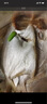 皮小鮮青島深海捕撈銀野生銀鯧魚(yú) 4斤白鯧魚(yú)平魚(yú)晶魚(yú) 新鮮速凍發(fā)貨 2斤【精品】4斤裝（每斤3-4條) 曬單實(shí)拍圖
