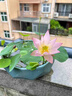 碗蓮種籽子水培植物七彩花卉室內好養(yǎng)四季開花水荷花睡蓮盆栽綠植 四季開花碗蓮-混色30粒 標準 曬單實拍圖