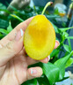 感光之水順豐JD智利進(jìn)口西梅 新鮮水果法蘭西脆甜李子鮮果櫻桃 黑布林孕婦 精選西梅3斤大果（單果30-50g） 曬單實(shí)拍圖