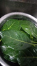 旺沙堡廣東高州現(xiàn)摘現(xiàn)發(fā)新鮮菠蘿蜜樹葉子樹菠蘿葉片墊葉 100張 曬單實拍圖