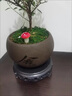 小葉赤楠盆景老樁金絲楠木盆栽綠植室內(nèi)辦公室綠植物四季好養(yǎng)花卉 小葉赤楠+冰裂紋陶瓷盆+復(fù)古托盤+苔蘚 曬單實拍圖