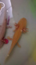 澤馭名寵【包活】六角恐龍魚6角蠑螈養(yǎng)不死無需打氧好養(yǎng)耐活冷水魚觀賞魚 10-13cm+魚食好養(yǎng)易活 白龍2條+金龍2條+墨龍2條 曬單實(shí)拍圖