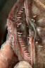 沢素灣整條安康魚(yú) 帶肚不帶肝 新鮮無(wú)刺 丑魚(yú)蛤蟆魚(yú)鮟鱇魚(yú)節(jié)送禮盒 【5-5.5斤/條】 整條魚(yú)【帶肝帶肚】 曬單實(shí)拍圖