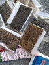 三喜農場(chǎng)中藥材黃芪種子內蒙黃芪種籽棉芪鐵芪種植苗種孑四季當歸黨參枸杞 一年生黃芪種子取樣500粒 曬單實(shí)拍圖