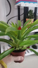 語(yǔ)清婉鴻運當頭盆栽花卉植物室內花客廳鳳梨水培綠植大全 鴻運當 鴻運當頭【早安盆】 曬單實(shí)拍圖
