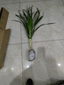 龍須樹(shù)龍須鐵龍血樹(shù)多頭花卉盆栽室內客廳大型綠植花卉開(kāi)業(yè)送禮 龍須樹(shù)高度80-90厘米1顆不帶盆 曬單實(shí)拍圖