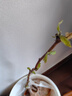 嫁接蘋(píng)果棗棗樹(shù)活苗雪蜜棗牛奶棗子苗棗苗大青棗特大脆甜當(dāng)年結(jié)果 臺(tái)灣蘋(píng)果棗 (杯苗發(fā)貨) 兩年苗 曬單實(shí)拍圖