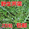 純野生薺薺菜種子 特菜野菜種子農(nóng)家老品種蔬菜種子春 四季播 野生薺菜4000粒+肥 曬單實(shí)拍圖
