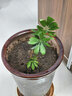 八方來(lái)財老樁鴨腳木鵝掌柴招財樹(shù)室內客廳耐陰耐旱綠植盆栽 新樁鴨腳木高度40 【1顆 土球發(fā)】 曬單實(shí)拍圖