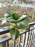 壽禾油菜種子矮腳上海青梗菜蔬菜小白菜快菜秋季壽光蔬種籽四季青菜 濰豐上海青種子5g約1500粒 曬單實拍圖
