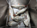 佳釣?zāi)幔↗IADIAONI）成品線組魚線套裝進(jìn)口臺(tái)釣魚線全套綁好主線線組套裝漁具用品 5.4米強(qiáng)勁拉力 子線夾【1卷裝】 1.5號(hào) 曬單實(shí)拍圖