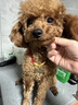 得酷狗狗身份牌定制寵物貓咪小型犬泰迪犬防走丟牌刻字中型犬項(xiàng)圈吊牌 金色骨頭款（備注留言免費(fèi)刻字） XS-超小型1-6斤 曬單實(shí)拍圖