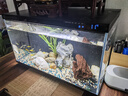 奇溢自然活體魚缸除藻小魚工具金苔鼠魚女王豹紋淡水魚清潔用品 黃+黑10-12cm各1條 曬單實(shí)拍圖
