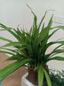 醉花春 金邊吊蘭盆栽花卉 室內(nèi)陽臺垂吊綠植盆栽吊蘭水培植物 青葉5棵不含盆 曬單實拍圖