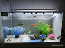 長(zhǎng)銳（CHANGRUI）側(cè)濾魚(yú)缸桌面辦公室免換水生態(tài)水草超白水族箱 K600造景版【長(zhǎng)63 寬27 高35】 曬單實(shí)拍圖