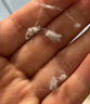 繽麗貓【2件裝】寶寶三層夾棉保暖褲嬰兒純棉開(kāi)襠秋褲兒童無(wú)骨打底褲 保暖開(kāi)襠褲【黃色+白色】 90碼 曬單實(shí)拍圖